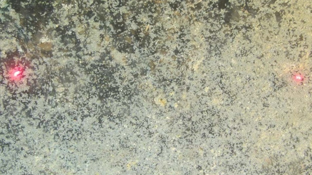 Black bream eggs on a nest