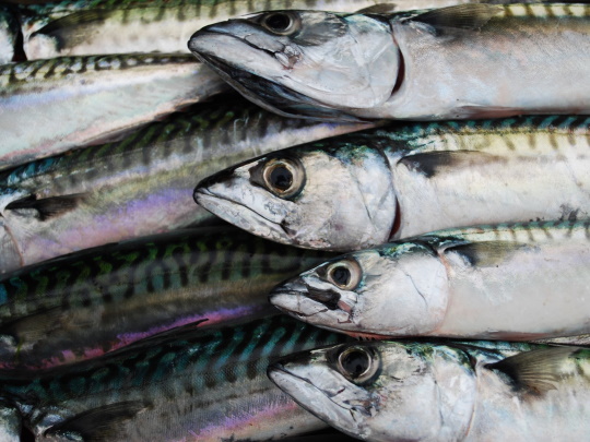mackerel-fish-box-540x405.jpg