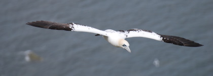 At-sea ornithological survey guidance