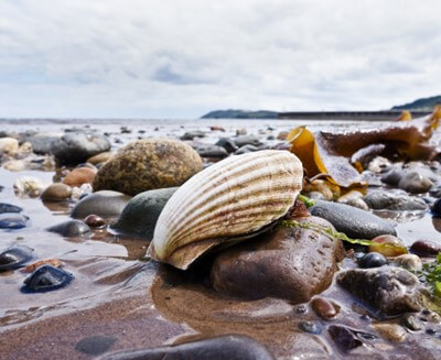 queen-scallop-on-beach-400x327.jpg