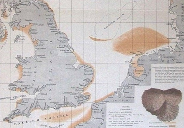A map showing the former widespread distribution of native Oyster around the English coast - Olsen, 1883