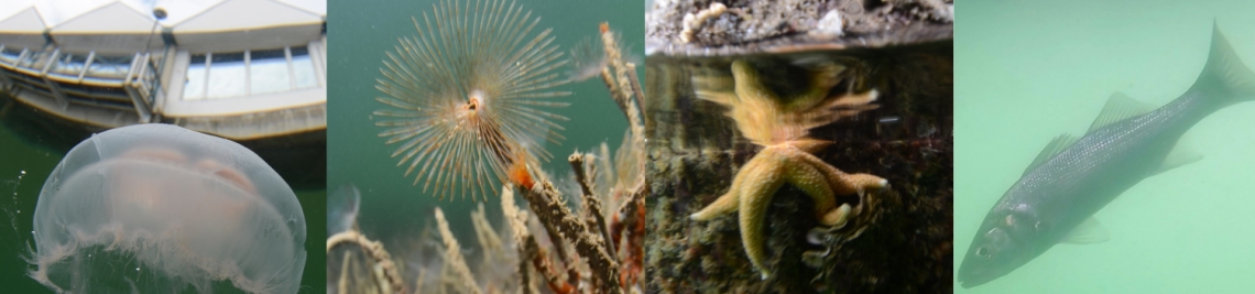 underneath-town-quay-southampton-collage (1)