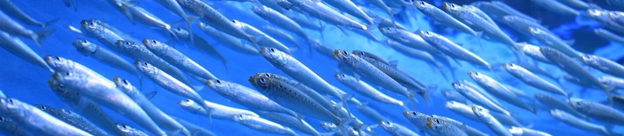 school-of-sardines-1280x280 (1)