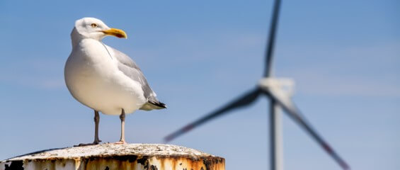 seagull-and-offshore-wind-turbine-565x240.jpg