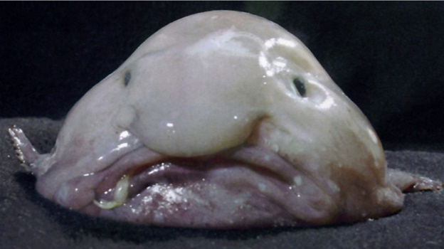 Blob fish