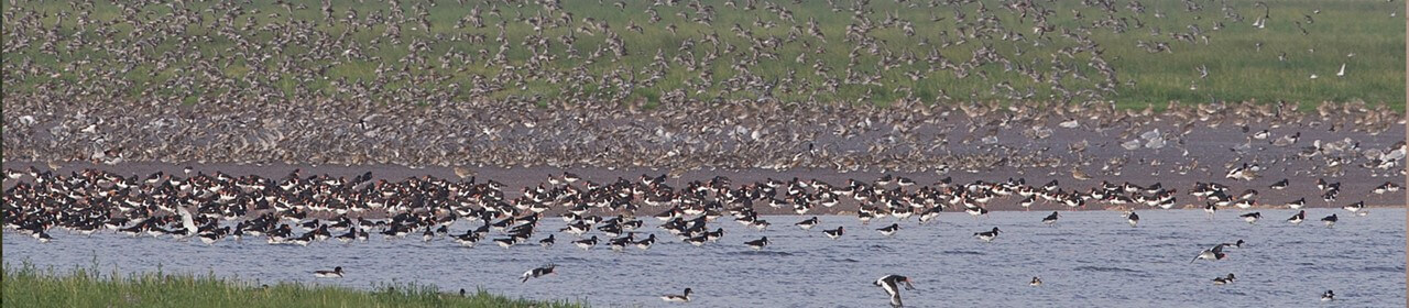wader-flocks-on-the-wash-snettisham-norfolk-rspb-1280x280.jpg