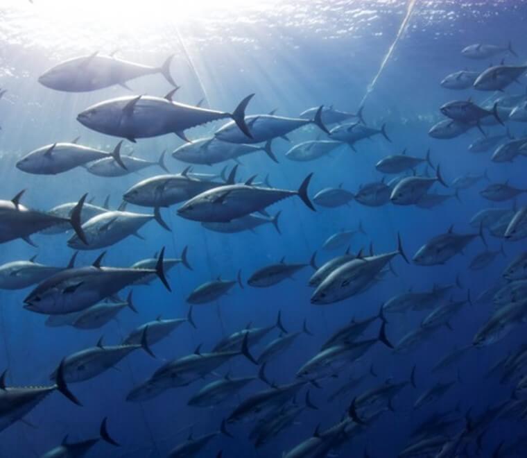 Fisheries management best practice for applying the ecosystem approach