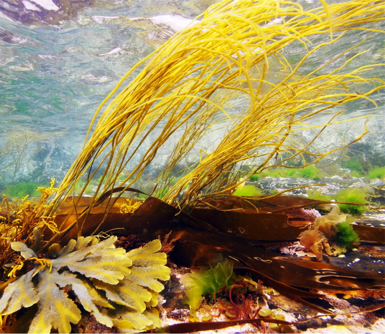 ABPmer provides technical input to wild seaweed harvesting Strategic Environmental Assessment
