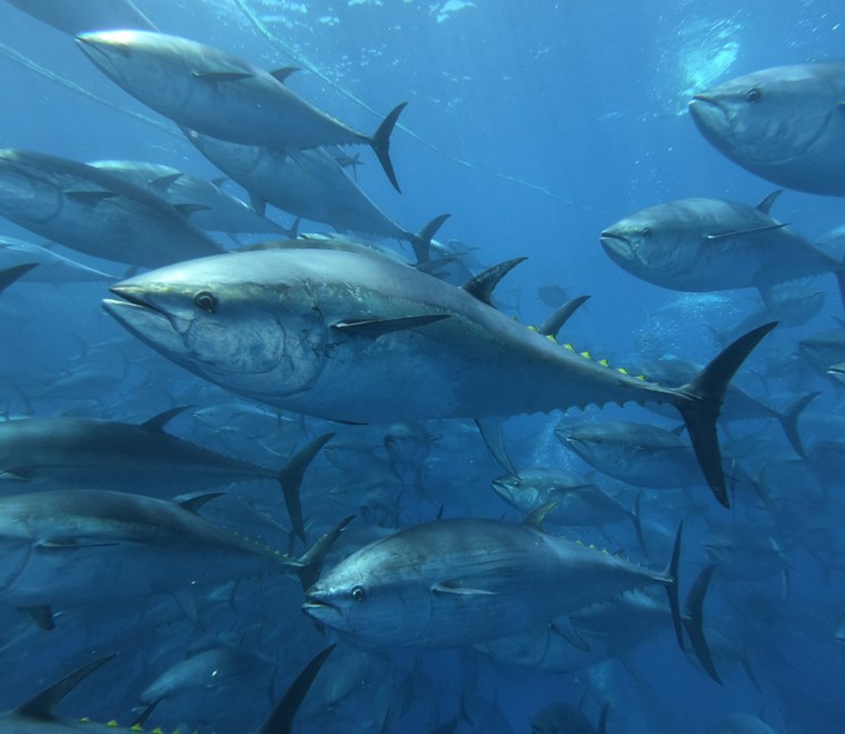 Bluefin tuna what is the impact of UK quota allocations